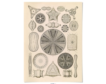 Vintage Diatom Algae Print: Ernst Haeckel Diatom Biology Illustration, NH2