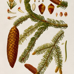 Norway Spruce Tree Plant Print, Medicinal Plants Botanical Illustration, Vintage Style Reproduction, MOBO 8 Timeless