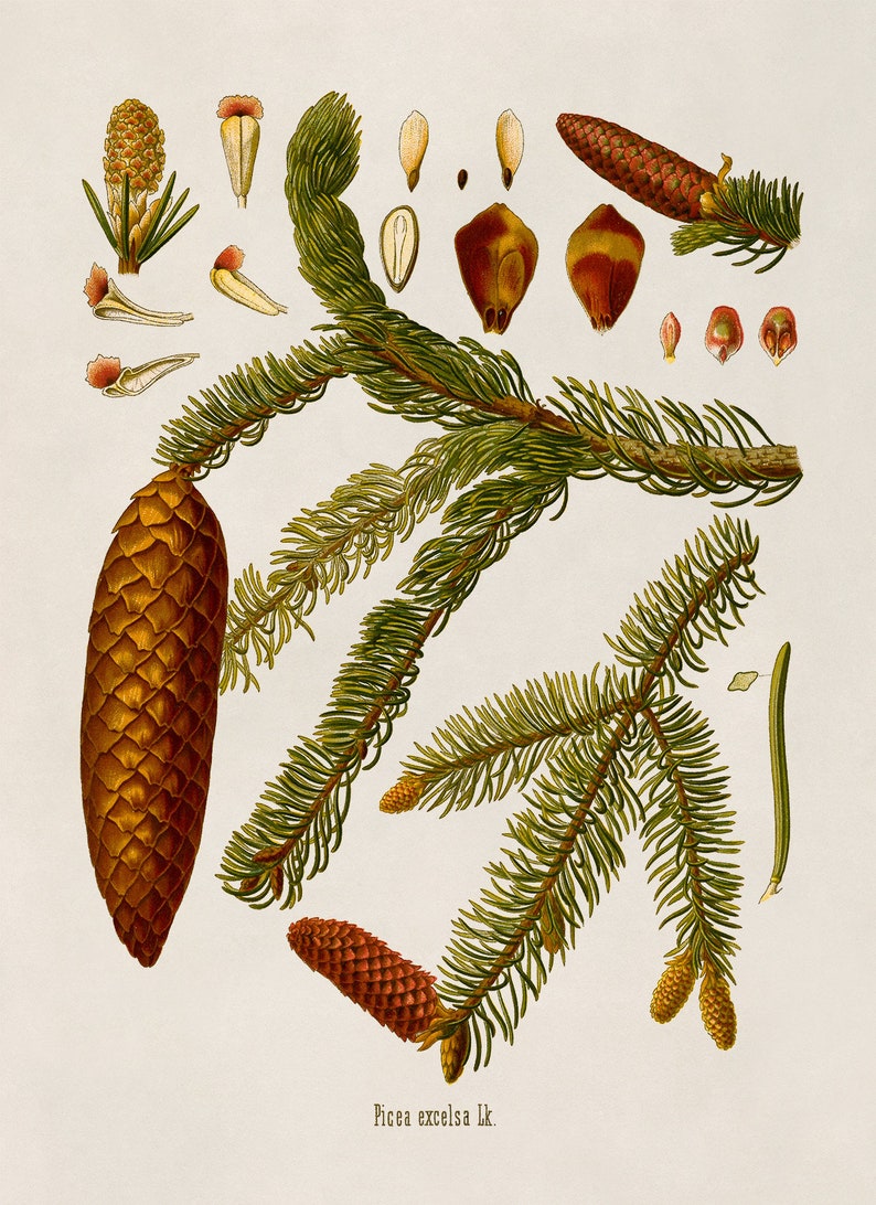 Norway Spruce Tree Plant Print, Medicinal Plants Botanical Illustration, Vintage Style Reproduction, MOBO 8 Timeless