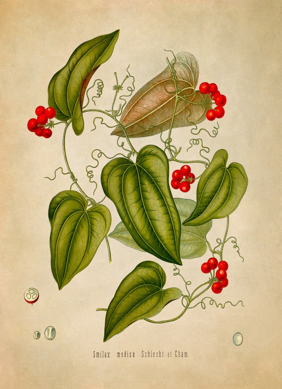 Sarsaparilla Plant Print, Medicinal Plants Botanical Illustration
