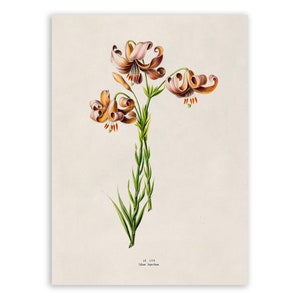 American Tiger Lily Flower Print, Vintage Style Botanical Illustration, Premium Reproduction, FDA158