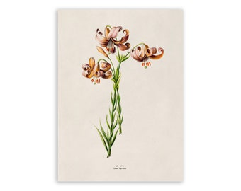 American Tiger Lily Flower Print, Vintage Style Botanical Illustration, Premium Reproduction, FDA158