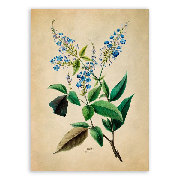 Plumbago Flower Print, Vintage Style Botanical Illustration, Premium Reproduction, FDA50