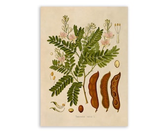 Tamarind Tree Plant Print, Medicinal Plants Botanical Illustration,  Vintage Style Reproduction, MOBO 103