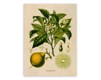 Bergamot Orange Plant Print, Medicinal Plants Botanical Illustration,  Vintage Style Reproduction, MOBO 251