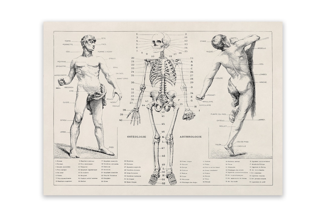 Human Anatomy Print, Skeletal System Chart, Medical Anatomy ...