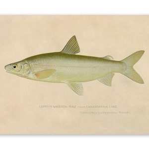 Common Whitefish Print, Angler Wildlife Home Decor, Vintage Style Reproduction, SFD09