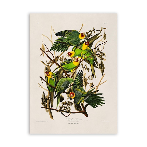 Carolina Parakeet Bird Print, Vintage Style Audubon Poster, Birds Of America Illustration, AOB26