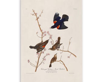 Red Winged Blackbird Bird Print, Vintage Style Audubon Poster, Birds Of America Illustration, AOB66