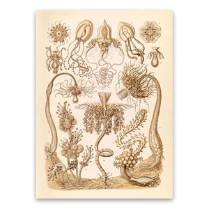 Marine Invertebrates Illustration, Vintage Style Ernst Haeckel Scientific Biology Print, Marine Life Art, Nautical Wall Decor,NH95