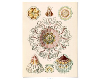 Jellyfish Species Oceanography Print: Ernst Haeckel Sea Life Art, NH52