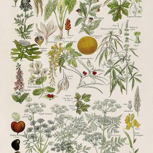 Dangerous & Poisonous Plants Species Variety Chart Print, Scientific Botany Illustration, AM90 Timeless