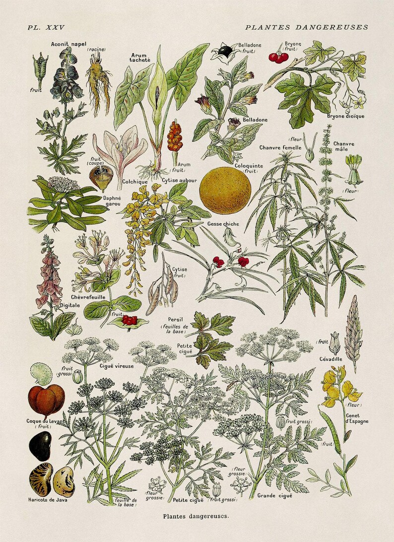 Dangerous & Poisonous Plants Species Variety Chart Print, Scientific Botany Illustration, AM90 Timeless