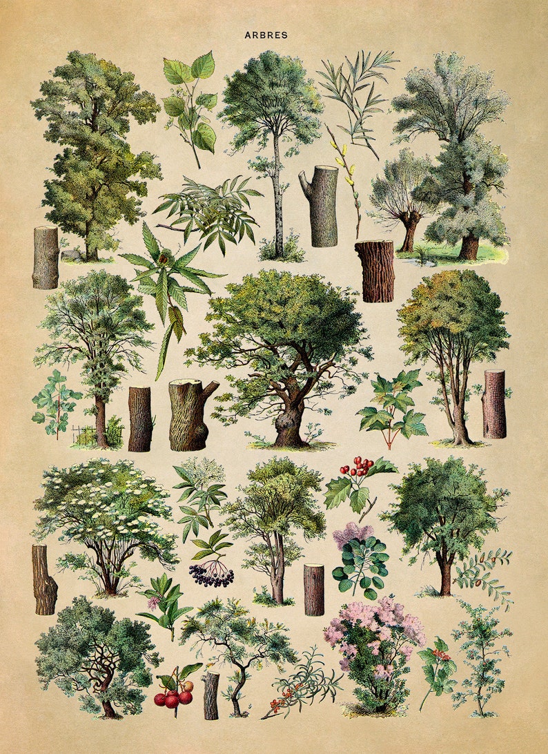 Forrest Tree Species Variety Chart, Scientific Botany Illustration ...
