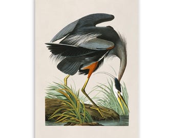 Audubon Blue Heron Print, Vintage Birds of America Art, AOB201