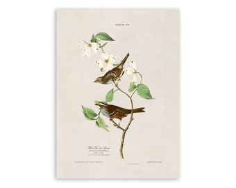 White Throated Sparrow Bird Print, Vintage Style Audubon Poster, Birds Of America Illustration,  AOB8