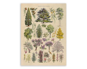 Ornamental Trees Chart, Scientific Botany Illustration, AM75
