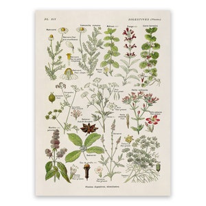 Medicinal Digestive Plants Species Variety Chart, Scientific Botany Illustration, AM86