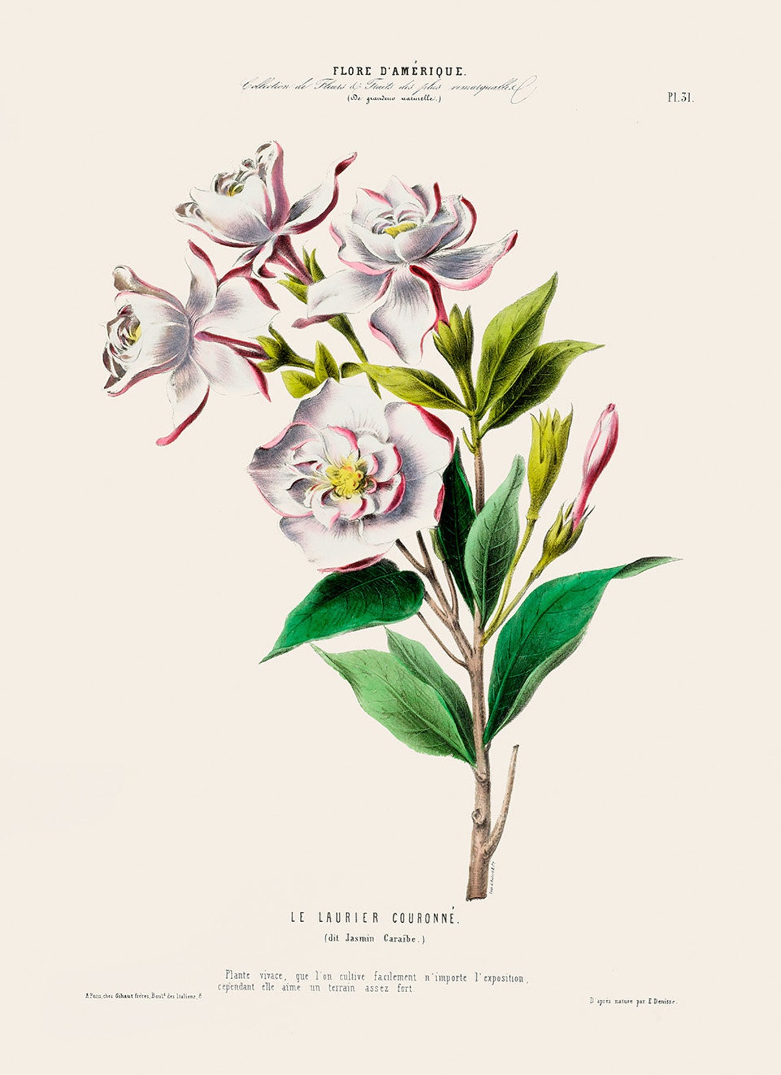 Jasmine Exotic Flower Print Floral Botanical Illustration Etsy.de