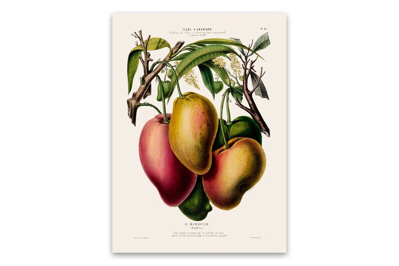 Tropical Botany Artwork Print Kitchen Bathroom Home Decor Old Botanical Illustration Mango Fruit Poster FDA61 Flore D/'Amerique