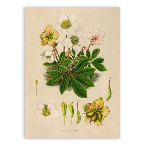 Christmas Rose Plant Print, Medicinal Plants Botanical Illustration, Vintage Style Reproduction, MOBO 298