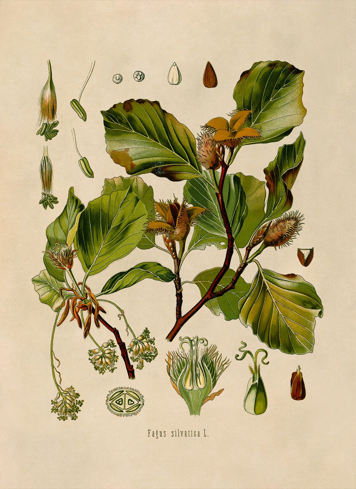 Beech Tree Plant Print, Medicinal Plants Botanical Illustration ...