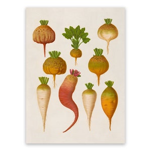 Mangelwurzel Beet Variety Print, Garden Vegetable Themed Food Art, Premium Vintage Style Reproduction, EB24