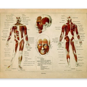 Human Anatomy Muscular System Chart Print, Scientific Illustration, 3 Color Options AM87