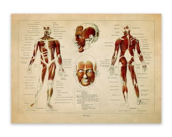 Vintage Human Anatomy Print: Muscular System Chart, Adolphe Millot