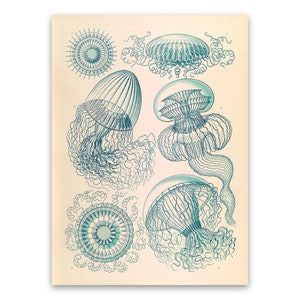 Jellyfish Oceanography Illustration, Vintage Style Ernst Haeckel Scientific Biology Print, Sea Life Art, Nautical Wall Decor,, NH26