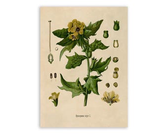 Henbane Nightshade Plant Print, Medicinal Plants Botanical Illustration, Vintage Style Reproduction, MOBO 11