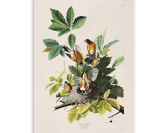 American Robin Bird Print, Vintage Style Audubon Poster, Birds Of America Illustration, AOB132