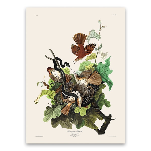 Audubon Bird Print - Etsy