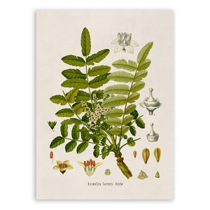 boskke sky planter welche pflanzen Sky Planter recycelt main image 1