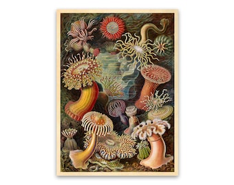 絵画 anemone Sea Anemone Art Print, Sea Anemone Poster, Ernst Haeckel