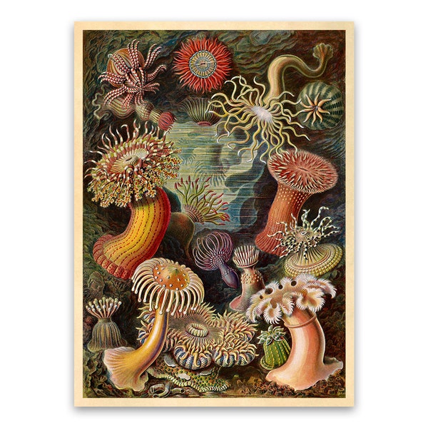 Sea Anemones Illustration, Vintage Style Ernst Haeckel Scientific Biology Print, Marine Life Art, Nautical Wall Decor, NH18