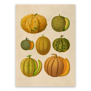Melon Variety Print, Garden Fruit Themed Food Art, Premium Vintage Style Reproduction, EB26