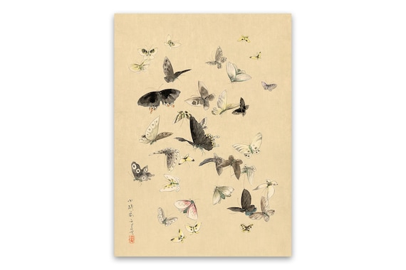 oldsea MIYABI × antique butterfly Old Japanese Butterflies and Moths Illustration, Premium