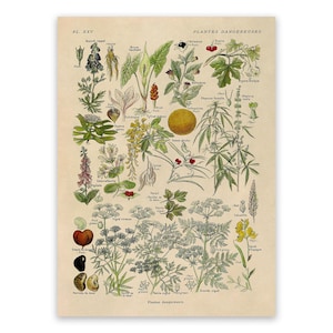 Dangerous & Poisonous Plants Species Variety Chart Print, Scientific Botany Illustration, AM90 image 1