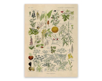 Dangerous & Poisonous Plants Species Variety Chart Print, Scientific Botany Illustration, AM90