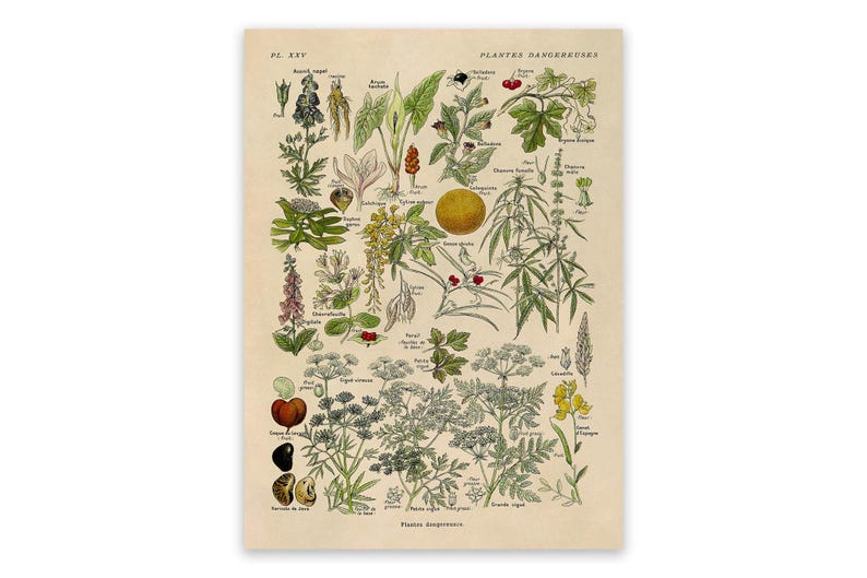 Dangerous & Poisonous Plants Species Variety Chart Print, Scientific Botany Illustration, AM90 image 1