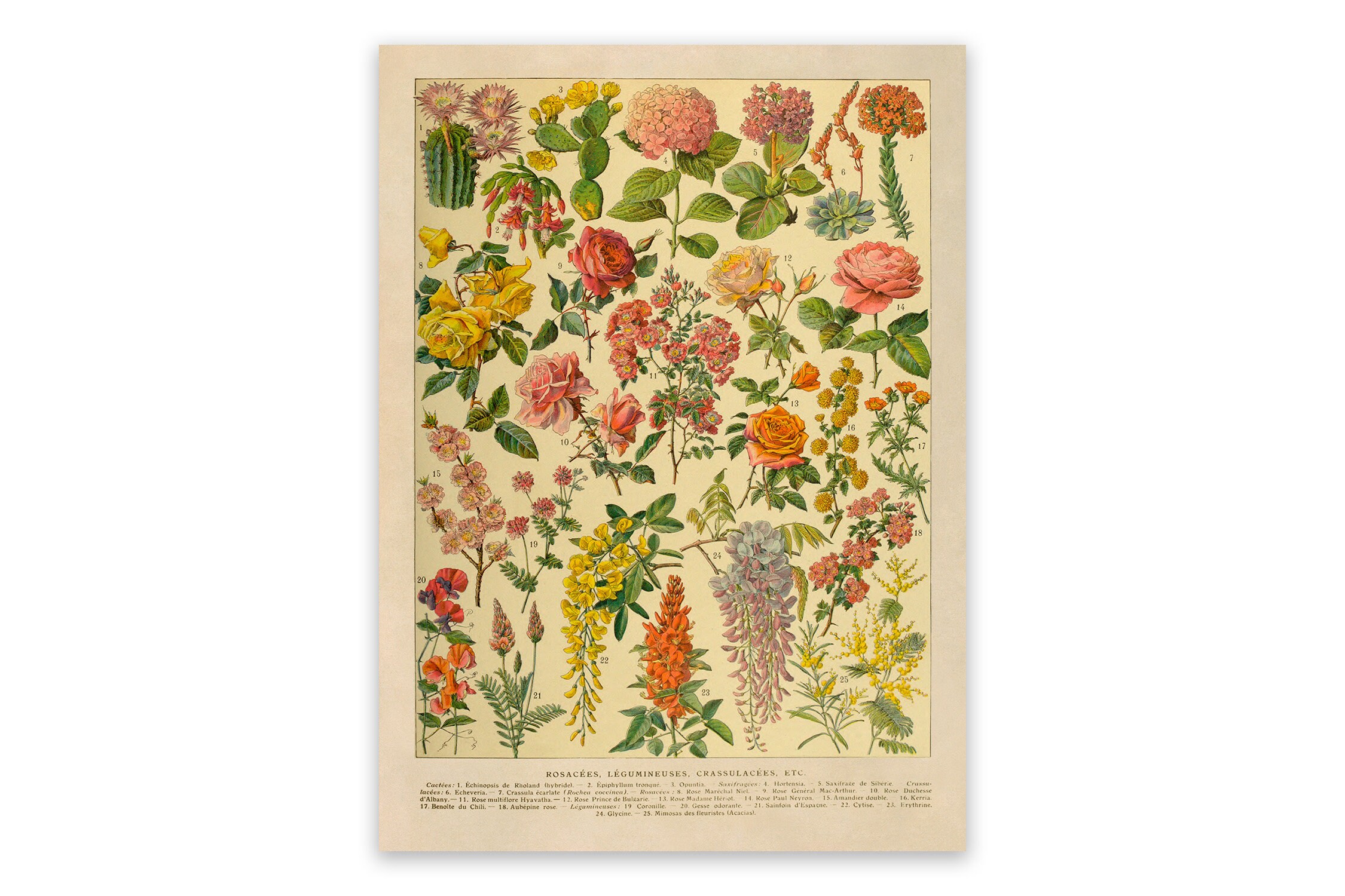 Printed Flora Example Floral Species Variety Botanical Print, Vintage Scientific Flower ...