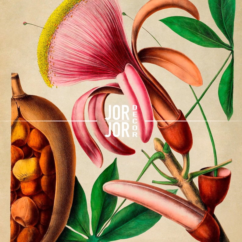 Timeless Icon Without Background Malabar Chestnut Print, 19th Century Tropical Botanical Illustration ...