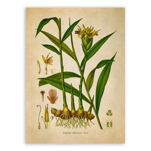 Ginger Plant Print, Medicinal Plants Botanical Illustration, Vintage Style Reproduction, MOBO 145