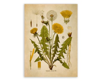 Dandelion Flower Plant Print, Medicinal Plants Botanical Illustration,  Vintage Style Reproduction, MOBO 5