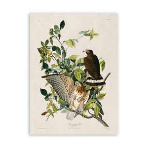 Broad Winged Hawk Bird Print, Vintage Style Audubon Poster, Birds Of America Illustration, AOB90