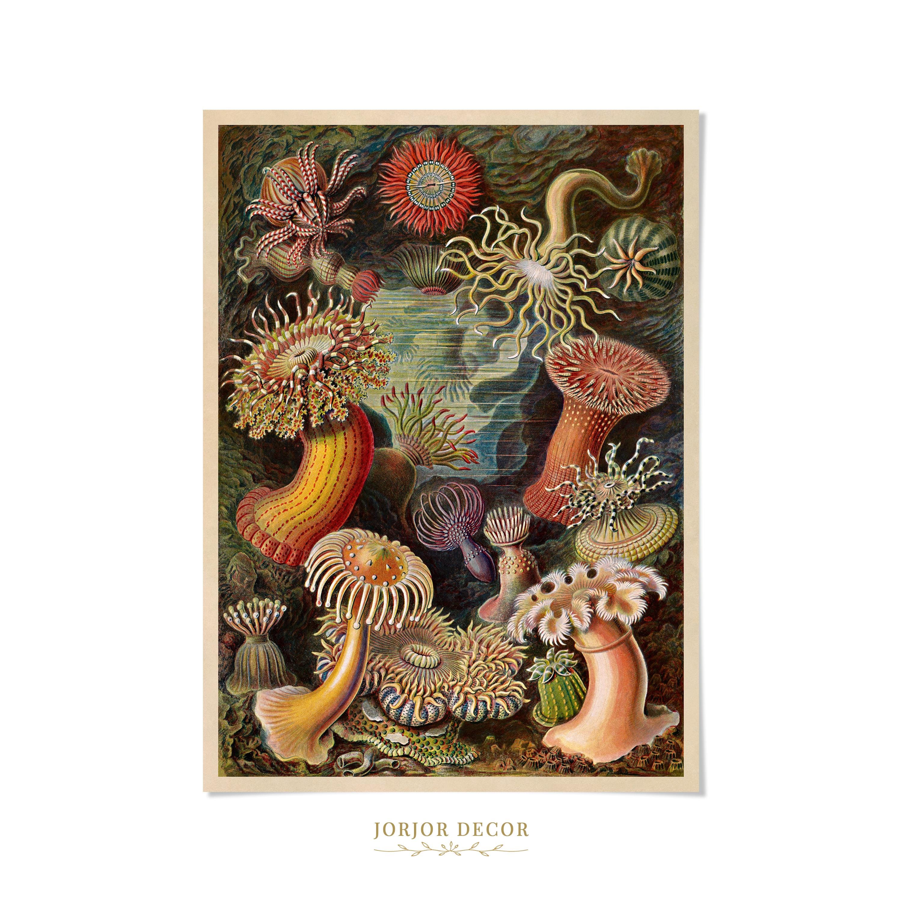 絵画 anemone Sea Anemone Print, Vintage Marine Biology Illustration, Ernst