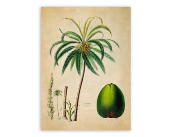 Coconut Fruit Palm Tree Print, Vintage Style Botanical Illustration, Premium Reproduction, FDA97