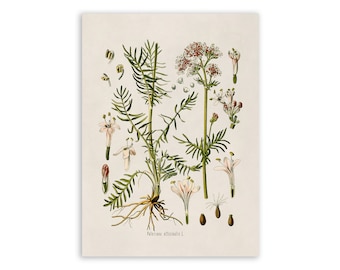 VALERIAN パンフレット 250 VALERIAN (Garden Heliotrope / Heal All) Valeriana