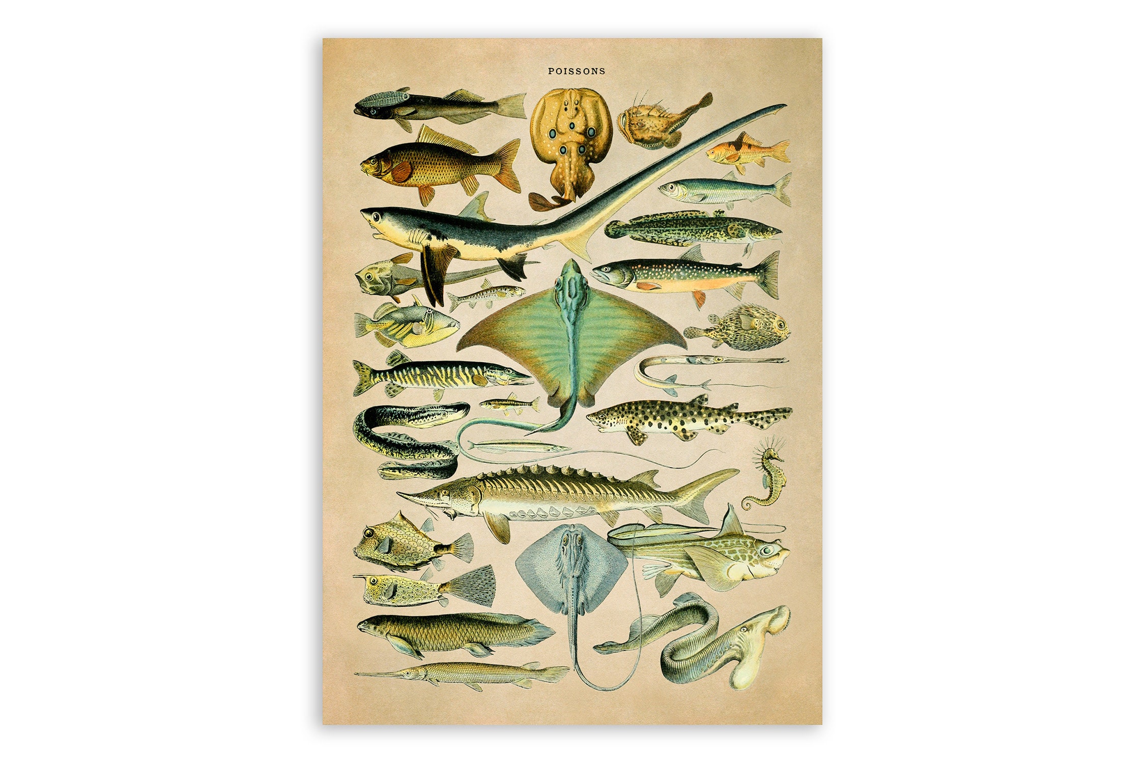 Fish Species Chart 